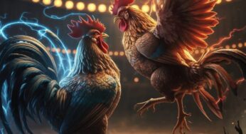 UGM138 : AGEN LIVE SABUNG AYAM MAIN BEBAS ARENA 24 JAM
