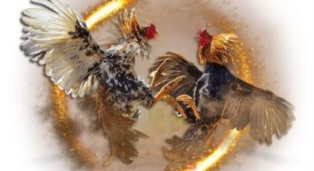UGM138 : LINK SITUS LIVE SABUNG AYAM BEBAS ARENA TARUNG RESMI