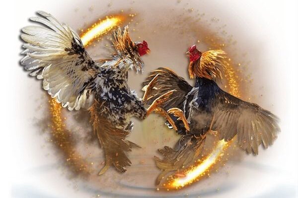 sabung ayam