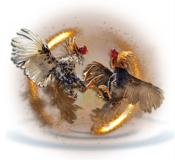 sabung ayam
